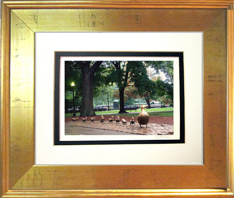 Boston Ducklings Framed Print