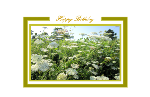Happy Birthday, Queen's Lace in Meadow