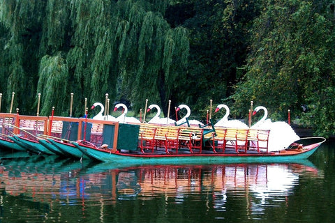 Swan Boats at the End of the Day