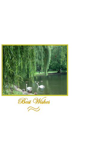 Best Wishes, Pair of Swans on Pond