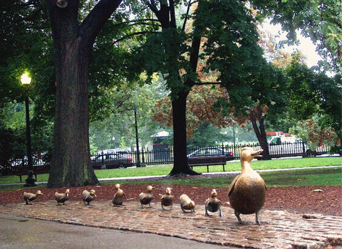 Boston Duckling