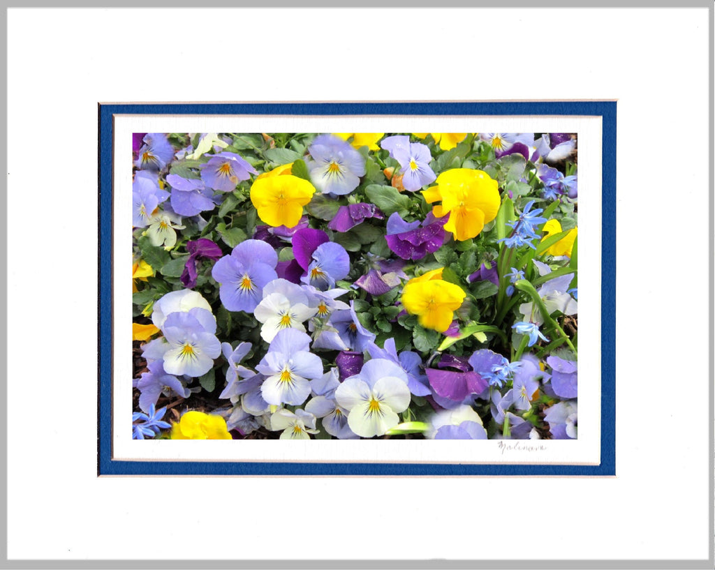 Colorful Pansies Matted Print