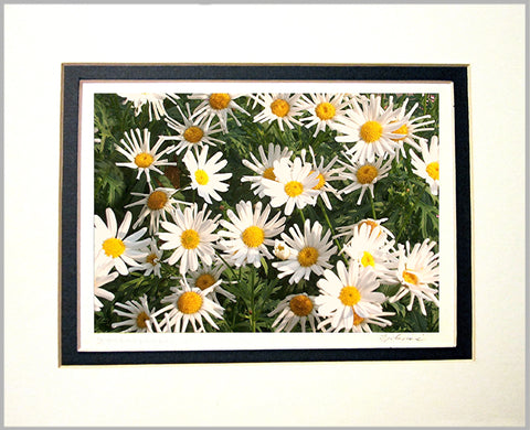 Daisies Matted Print