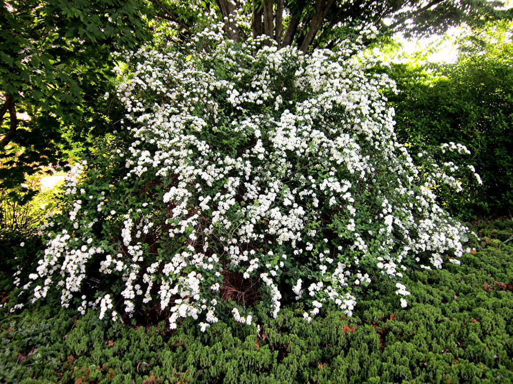 Flowering Bush