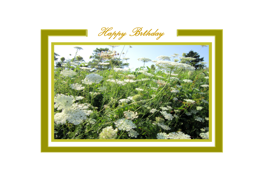 Happy Birthday, Queen's Lace in Meadow