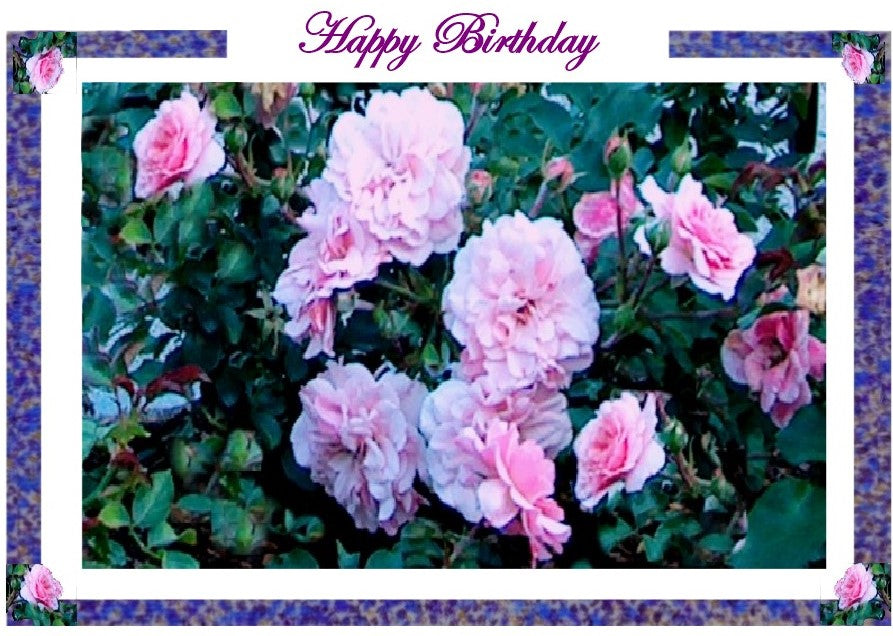 Happy Birthday, Roses