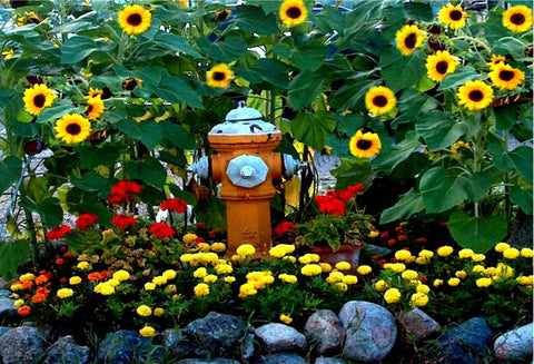 Hydrant with Sunflowers
