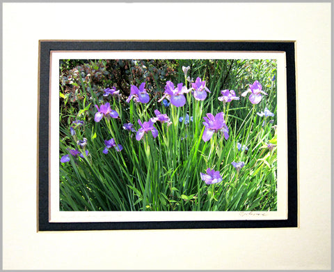 Irises Matted Print
