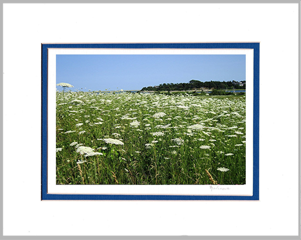 Queen's Lace  Double Matted Print