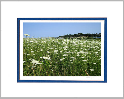 Queen's Lace  Double Matted Print