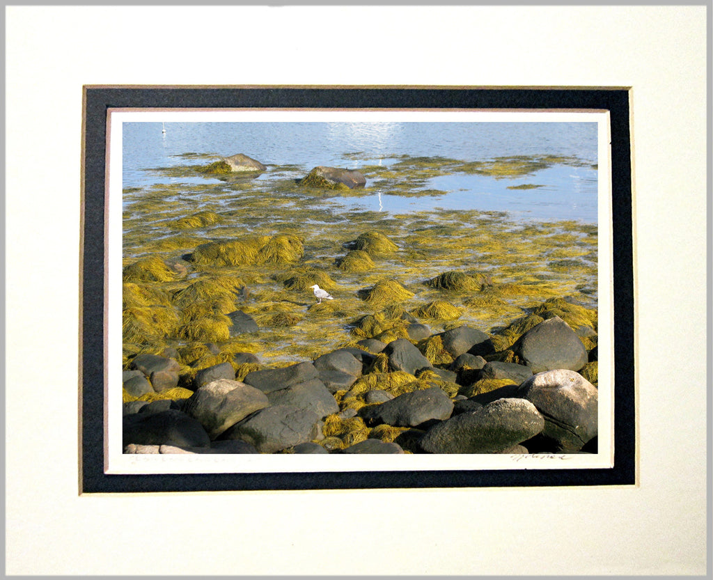Rocks and Seaweed Matted Print