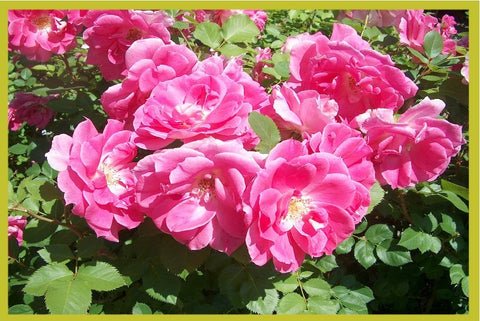 Rose Bouquet