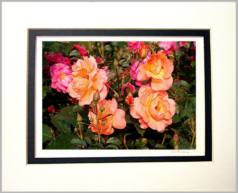 Roses Matted Print