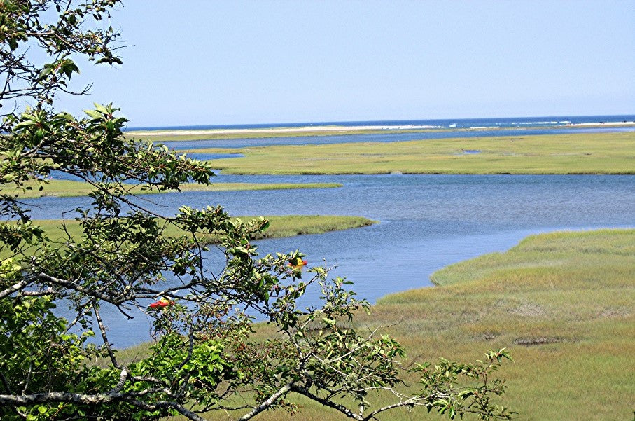 Sea Marshes