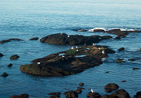 Seagull Rock