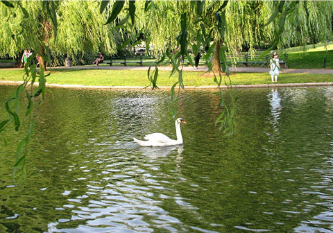 Serene Garden