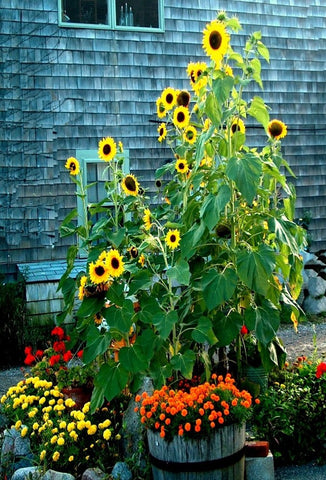 Sunflowers and Mums